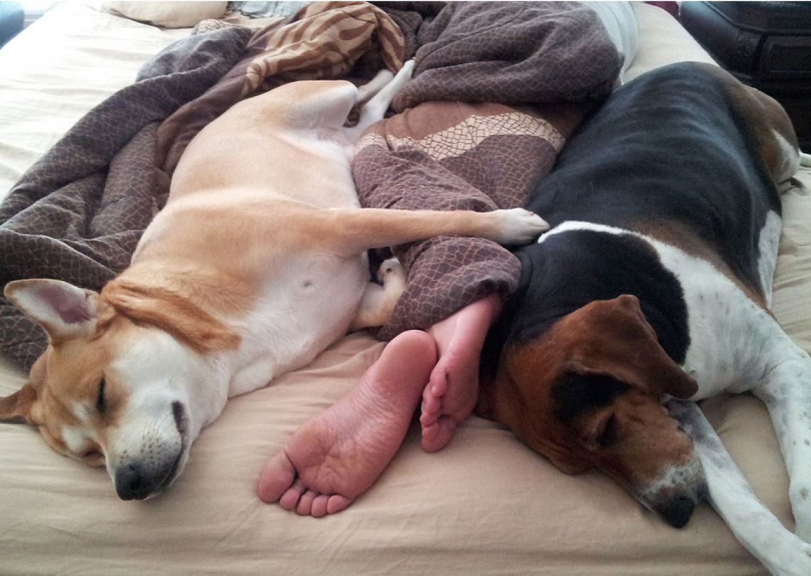 dogs-in-bed